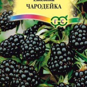 Ежевика Чародейка 10 шт. Н13