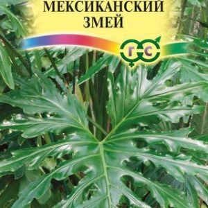 Филодендрон Селло Мексиканский змей 5 шт. Н14