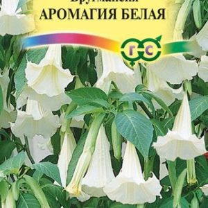 Бругмансия Аромагия белая 3 шт. Н14