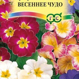 Примула Весеннее чудо , полиантовая* 0,05 г Н14
