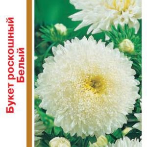 Астра Букет роскошный белый 0,5г, серия 1+1 Н14