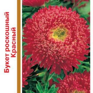 Астра Букет роскошный красный 0,5г, серия 1+1 Н14