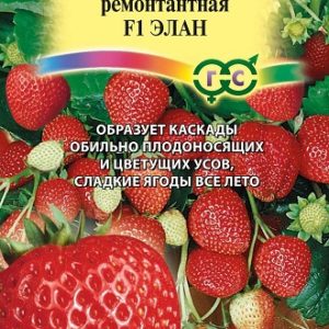 Клубника Элан F1 5 шт. Н13