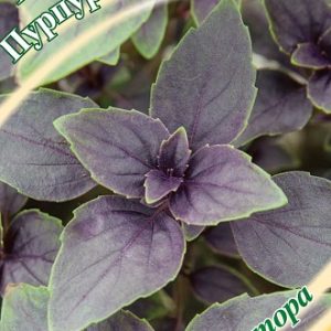 Базилик Пурпурный салют, красный 0,3 г автор. Н14