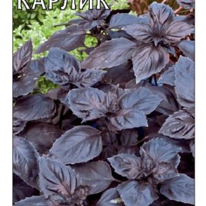 Базилик Карлик, фиолетовый 0,3 г Н14