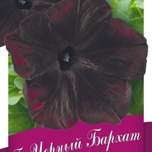Петуния Черный бархат F1 крупноцв. 5 шт. гранул. пробирка Н14