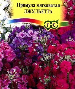 Примула Джульетта , мягковатая* 10 шт. Н14