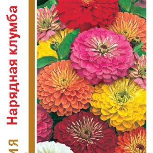 Цинния Нарядная клумба, крупная смесь 0,5 г серия 1+1 Н14
