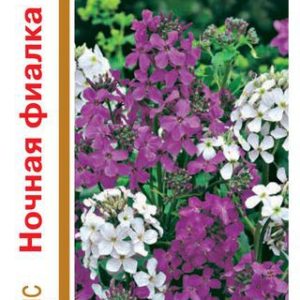 Хесперис Ночная фиалка, смесь 0,6 г сер. 1+1 Н14