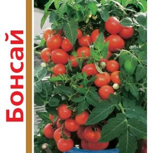 Томат Бонсай, балконный серия 1+1/0,25 г автор. Н14