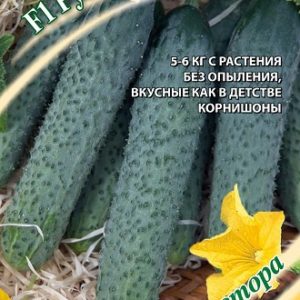 Огурец Русские мотивы F1 10 шт, автор. Н14
