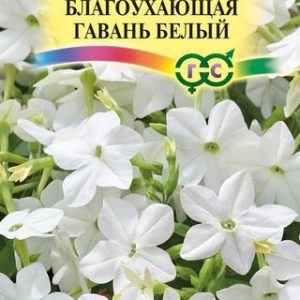 Табак Благоухающая гавань белый F1 душистый * 5 шт H14