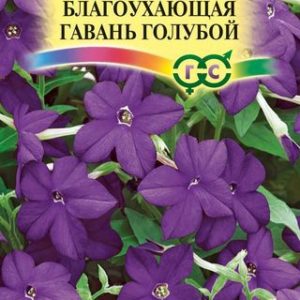 Табак Благоухающая гавань голубой F1 душистый* 5 шт H14