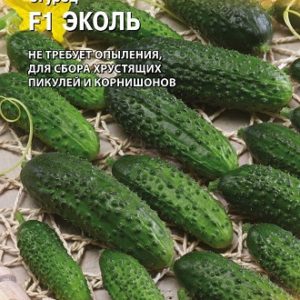 Огурец Эколь F1 8 шт. (Голландия) Н14