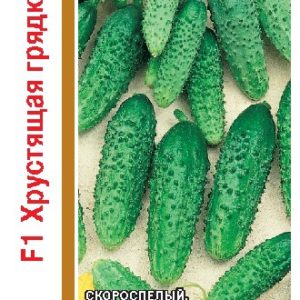 Огурец Хрустящая грядка F1 серия 1+1/20 шт. пикуль автор. Н14