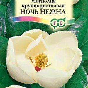 Магнолия крупноцветковая Ночь нежна 0,2 г Н14