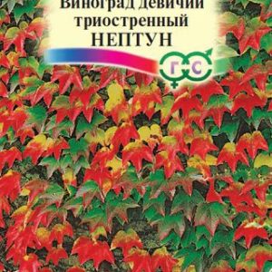 Виноград триостренный Нептун 5 шт. Н14