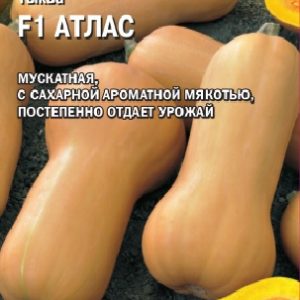 Тыква Атлас F1 5 шт.(Саката) Н14