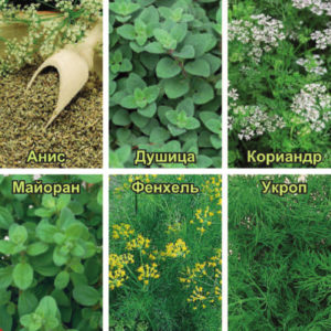 Кухонные пряности к птице 2,6 г Н15