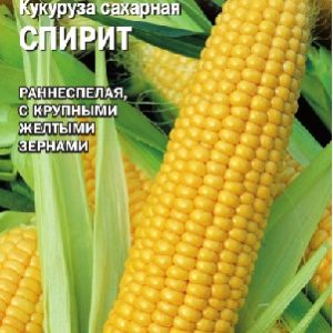 Кукуруза Спирит сахарная 15 шт. (Голландия) Н15