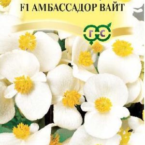 Бегония Амбассадор Вайт F1 вечноцв. 4 шт. пробирка сер. Элитная клумба Н15