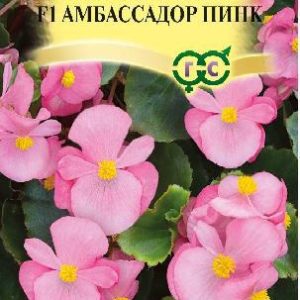 Бегония Амбассадор Пинк F1 вечноцв. 4 шт. пробирка сер. Элитная клумба Н15