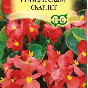 Бегония Амбассадор Скарлет F1 вечноцв. 4 шт. пробирка сер. Элитная клумба Н15