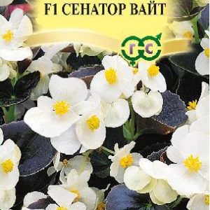 Бегония Сенатор Вайт F1 вечноцв. 4 шт. пробирка сер. Элитная клумба Н15