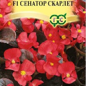Бегония Сенатор Скарлет F1 вечноцв. 4 шт. пробирка сер. Элитная клумба Н15