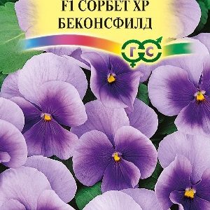 Виола Сорбет XP Беконсфилд F1 рогатая (Анютины глазки) 5 шт.* Н15