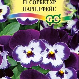 Виола Сорбет XP Парпл Фейс F1 рогатая (Анютины глазки) 5 шт.* Н15