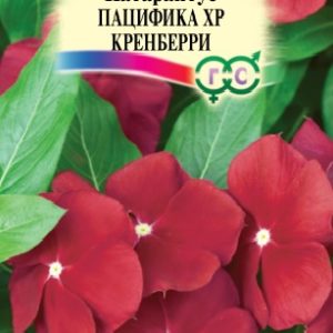 Катарантус Пацифика XP Кренберри 7 шт.* Элитная клумба Н15