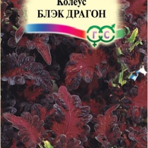 Колеус Блэк Дрегон 5 шт.* Элитная клумба Н15