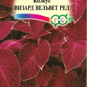 Колеус Визард Вельвет ред 5 шт.* Элитная клумба Н15