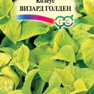 Колеус Визард Голден 5 шт.* Элитная клумба Н15