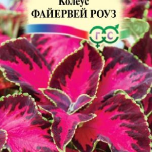 Колеус Файервей Роуз 5 шт.* Н15
