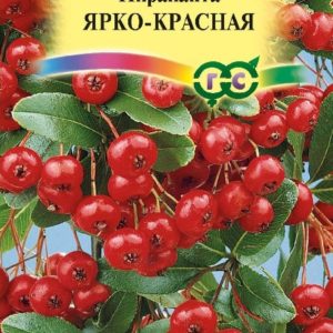 Пираканта Ярко-красная 5 шт. Н15