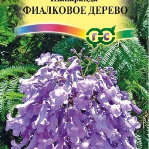 Жакаранда Фиалковое дерево* 3 шт. Н15