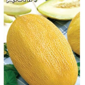 Дыня Дюна 5 шт.