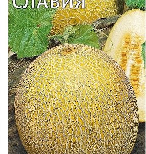 Дыня Славия 5 шт.