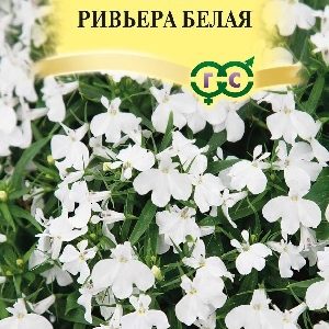 Лобелия Ривьера Белая 5 шт.пробирка сер. Элитная клумба Н15