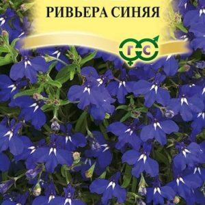 Лобелия Ривьера Синяя 5 шт.пробирка сер. Элитная клумба Н15