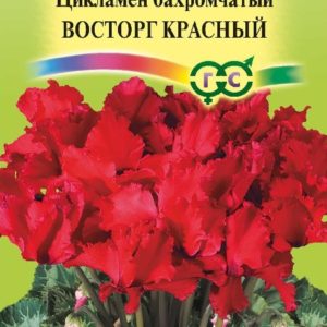 Цикламен махровый Восторг красный* 3 шт. сер. Элитная клумба Н15