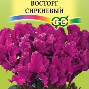 Цикламен махровый Восторг сиреневый* 3 шт. сер. Элитная клумба Н15