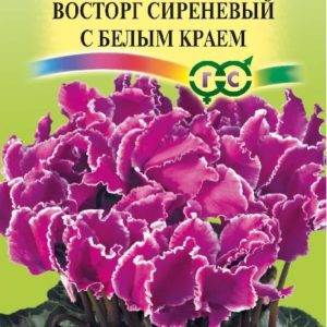 Цикламен махровый Восторг сиреневый с белым краем* 3 шт. сер. Элитная клумба Н15