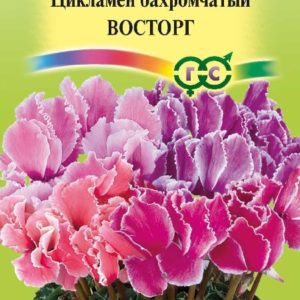 Цикламен махровый Восторг смесь* 3 шт. сер. Элитная клумба Н15