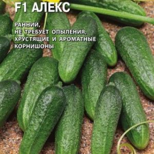 Огурец Алекс F1 5 шт. (Голландия) Н13