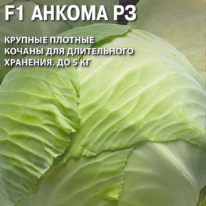 Капуста белокоч. Анкома РЗ F1 10 шт. для хранения (Голландия)
