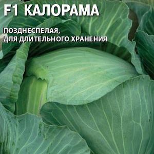 Капуста белокоч. Калорама F1 10 шт. для хранения (Голландия)