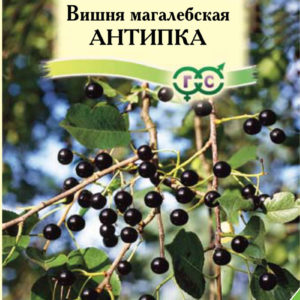 Вишня махалебская Антипка 1 г Н16